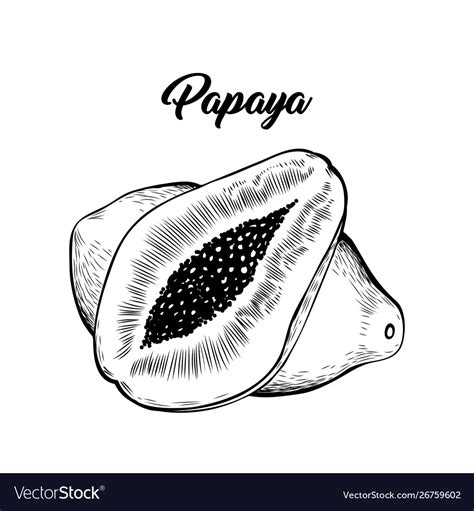 Papaya black and white Royalty Free Vector Image