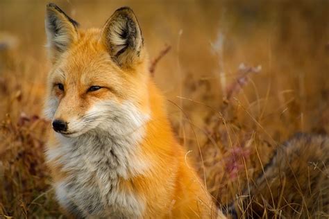 Fox Animal Wildlife Red - Free photo on Pixabay