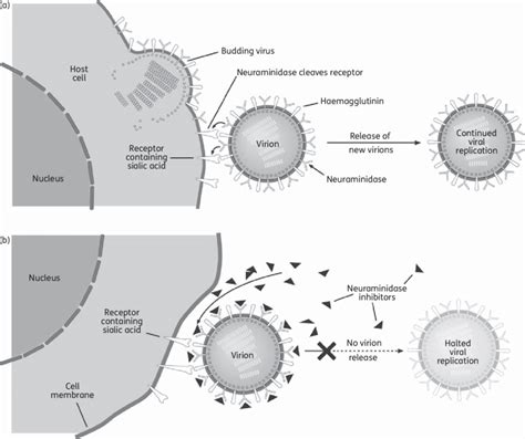 Influenza virus replication in (a) the absence and (b) the presence of ...