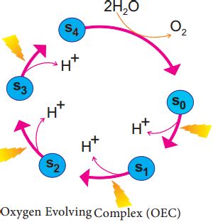 Explain the process of photolysis of photolysis water with suitable ...