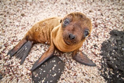 Wildlife Photographer Gets up Close and Personal With a Curious Sea ...