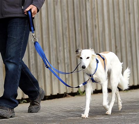 Front Clip Harnesses - choosing the correct harness. | Animal Think Tank