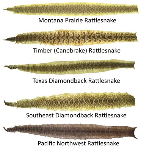 Rattlesnake Skins, Diamondbacks, Rattlers for sale by www.hideandfur.com