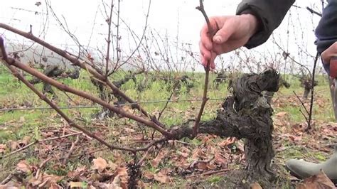 TAILLE DE LA VIGNE APRES LE GEL : TAILLE COURTE - YouTube