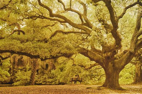 What Is A Live Oak Tree - Unhealthypost