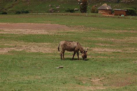 90+ Lesotho Wildlife Stock Photos, Pictures & Royalty-Free Images - iStock