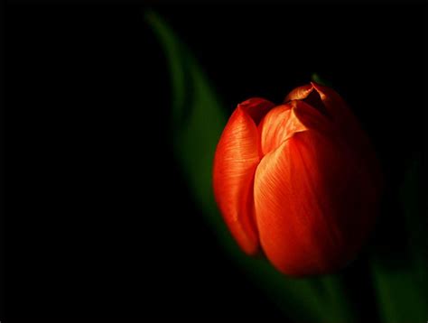 Black Tulip Wallpapers - Top Free Black Tulip Backgrounds - WallpaperAccess