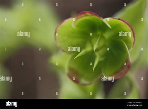 Stinking hellebore (Helleborus foetidus), flower, detail, blur, pointed, poisonous plant ...