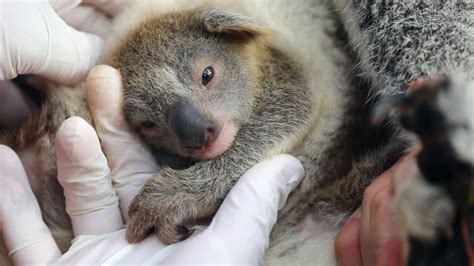 First baby koala born in Australian wildlife park since devastating New ...