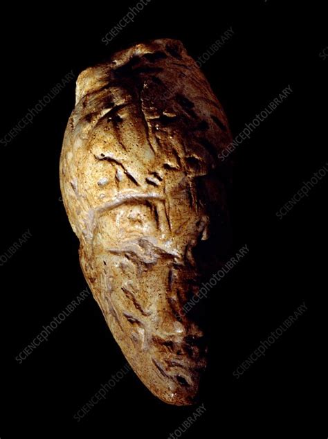 Venus of Dolni Vestonice, Stone Age - Stock Image - C014/2407 - Science Photo Library