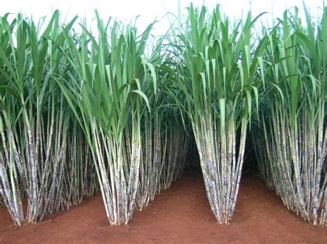 Brazilian Sugarcane Industry - The Brazil Business