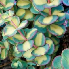 Creeping blue Sedum variegated – SCCSS