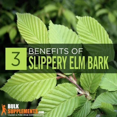 Slippery Elm Bark: Benefits, Side Effects & Dosage