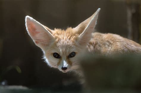 Fennec Foxes - Endangered Wolf Center