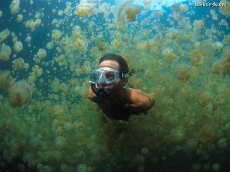 Jellyfish-Lake,-Palau,-Micronesia. Palau, Micronesia, See, Cancun ...