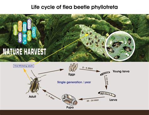 Life cycle of flea beetle phyllotreta - Natureharvest.net | Flea ...