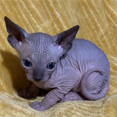 Sphynx For Sale in Alabama (77) | Petzlover