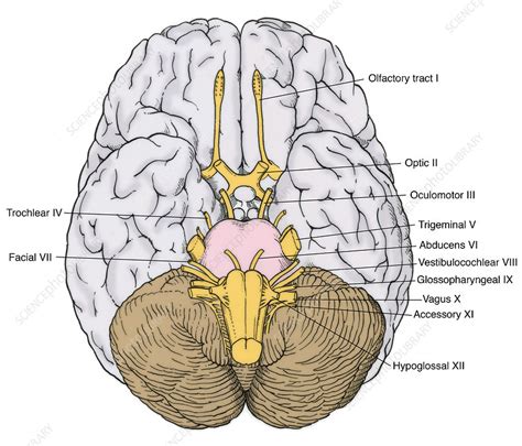 Illustration of Cranial Nerves - Stock Image - F031/5295 - Science Photo Library