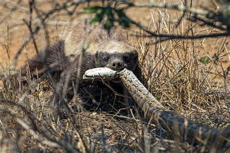 Photoseries: EPIC battle between honey badger and python - Africa ...