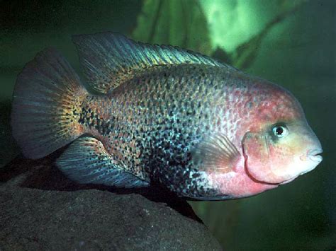 Vieja Cichlid Redhead Cichlid – Tilapia Store