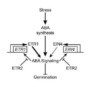 Non-Canonical Signaling of Ethylene Receptors | Plantae