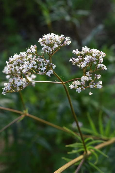 How to grow a valerian plant in your garden | indie herbalist