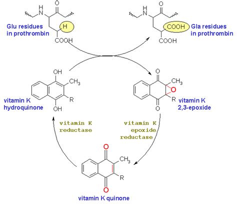 Pathology Outlines - Warfarin (Coumadin)