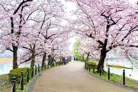 14+ Gambar Pemandangan Bunga Sakura | WALLPAPER HD