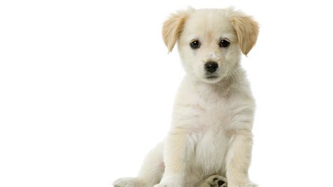 Download Animal Puppy HD Wallpaper