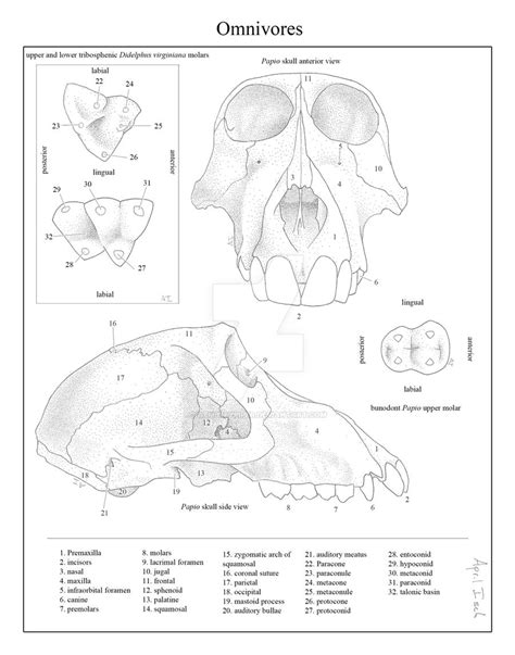 Omnivore skull anatomy by WembleyPiper on DeviantArt