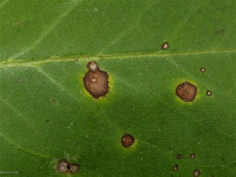 Lilac - Leaf Spot - Cooperative Extension: Insect Pests, Ticks and ...