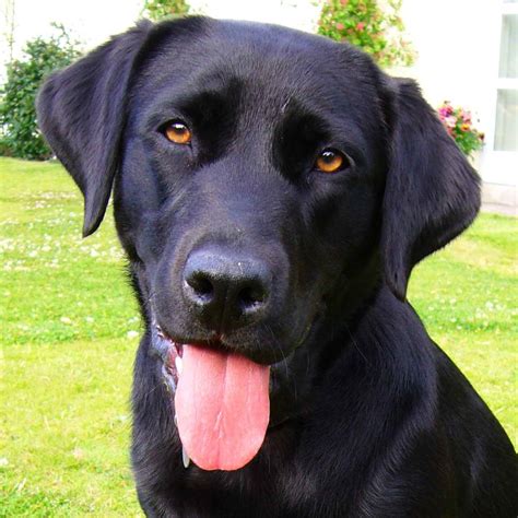 Black Labrador Retriever Pictures | PETSIDI