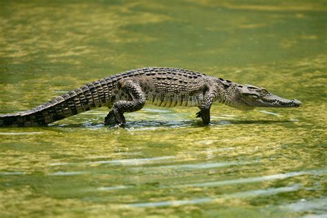 Crocodile Meat | Local Game From Australia