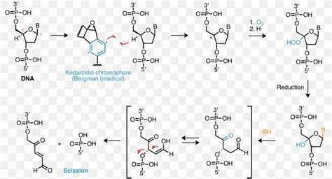 Free Radical Damage To DNA Hydrogen Atom Abstraction DNA Damage, PNG, 800x444px, Free Radical ...