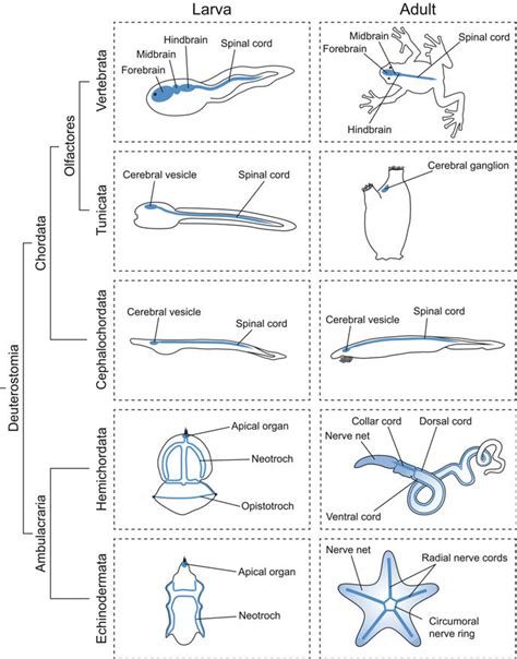 1 Phylogeny of deuterostomes and schematics of their main neural ...