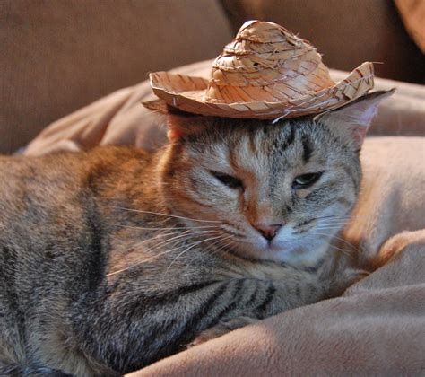 20 Adorable Pictures of Cats In Hats