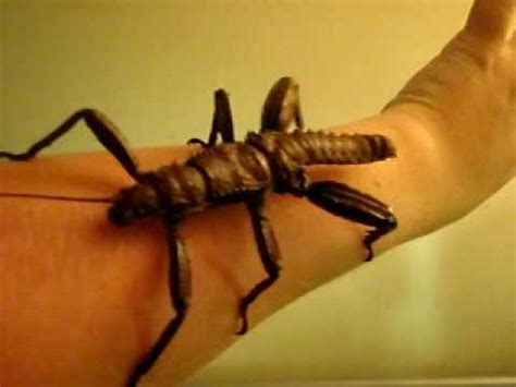 Giant insect really cool- BIGGEST BUG EVER!! - YouTube