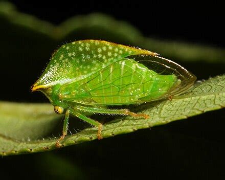 Treehopper - Wikipedia