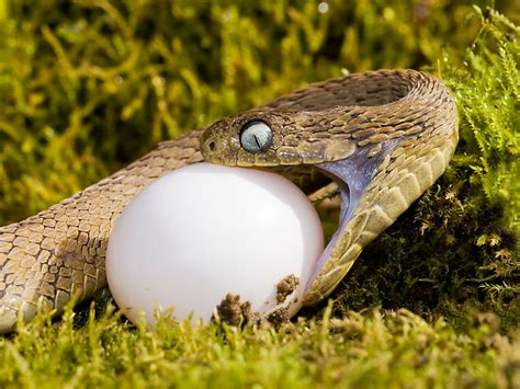 snake eating an egg - Google Search em 2020 | Predadores, Cadeia alimentar