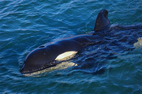 [VIDEO] Orca Shows Ancient and Rare Hunting Technique to Catch and Kill ...