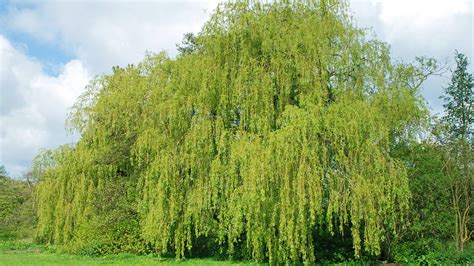 White Willow (Salix alba) - British Trees - Woodland Trust