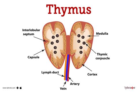 Thymus Gland Anatomy