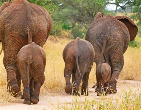 "Baby Elephant Walk" by Linda Sparks | Redbubble