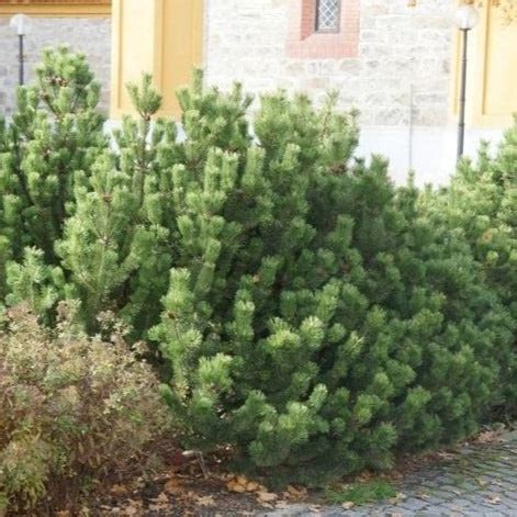 Mugo Pine | Perfect Pine Shrub - PlantingTree