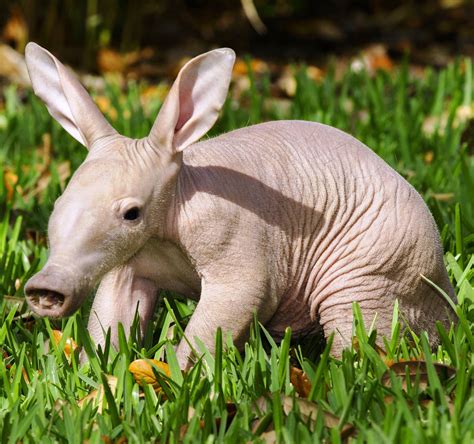 baby aardvark..