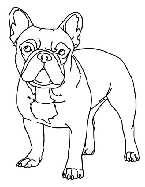 French Bulldog Coloring Page