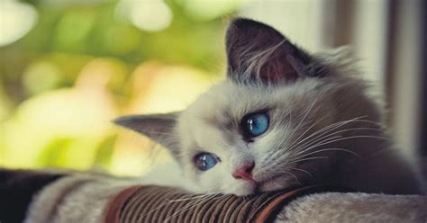 Sad cat : pics