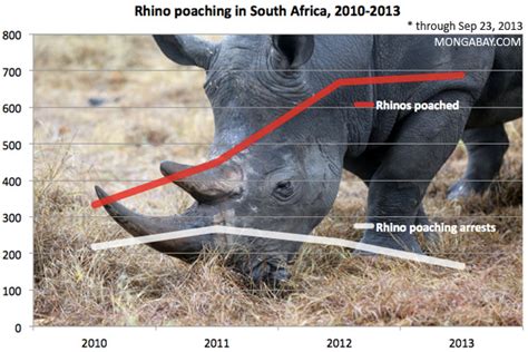 Worst rhino poaching year on record for South Africa | Focusing on Wildlife