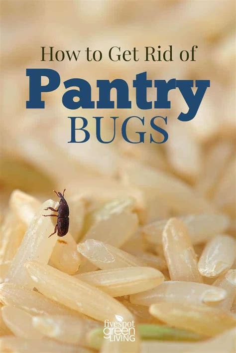 How to Get Rid of Pantry Bugs - Five Spot Green Living