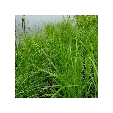 Carex muskingumensis (Palm Sedge)